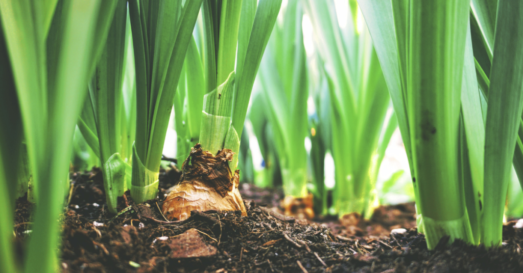 Soil health makes for high yielding farms