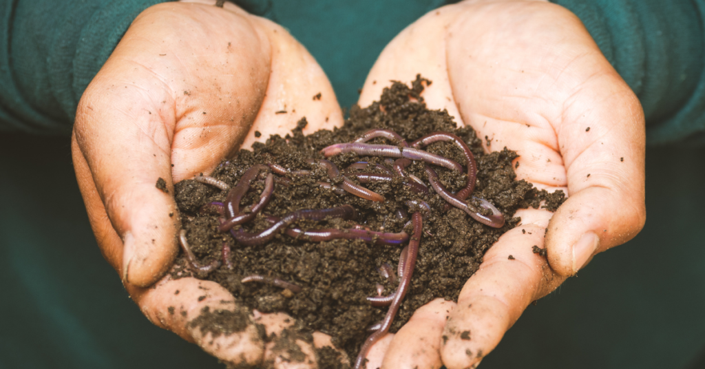 Good soil health is great for organic farming