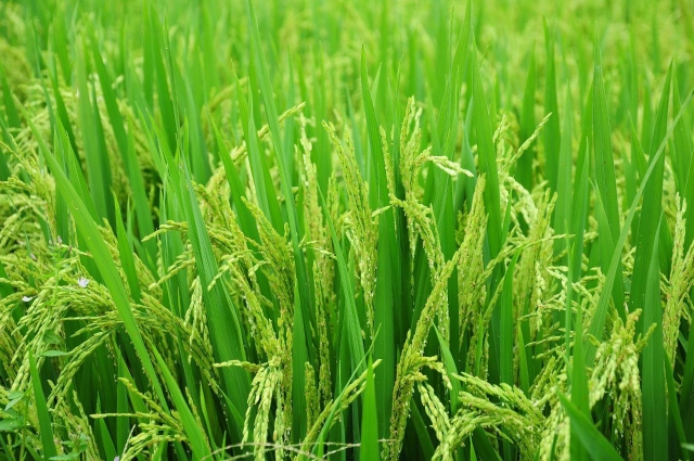 Rice Plant