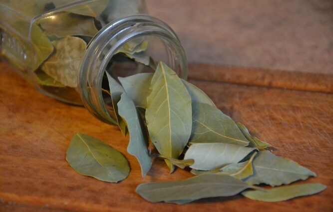 Bay Leaf