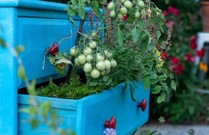 Tomato Garden