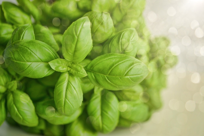 Basil 
