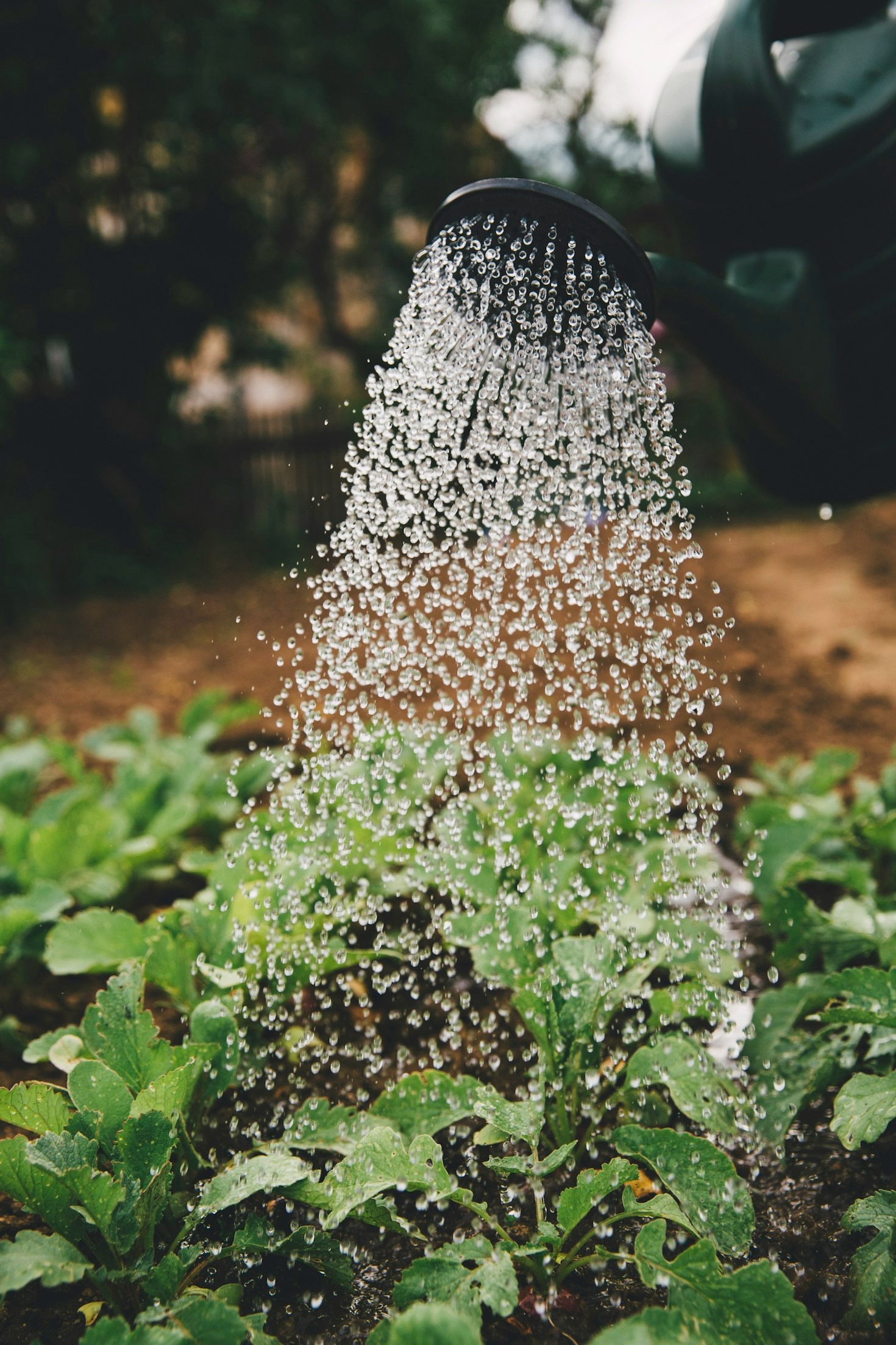 Navigating Local Markets As An Emerging Agripreneur