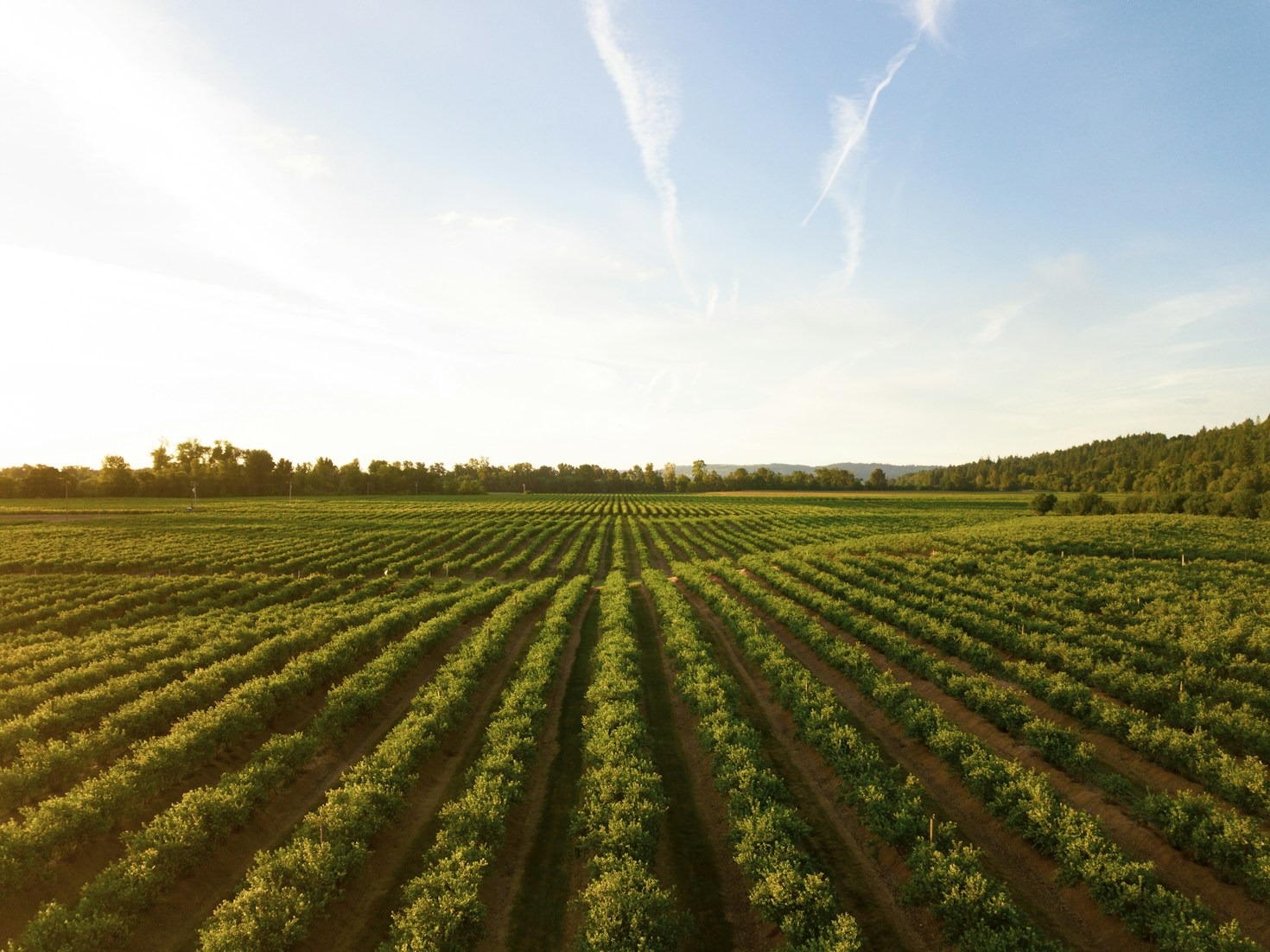 How To Optimize Your Farm For Profitability