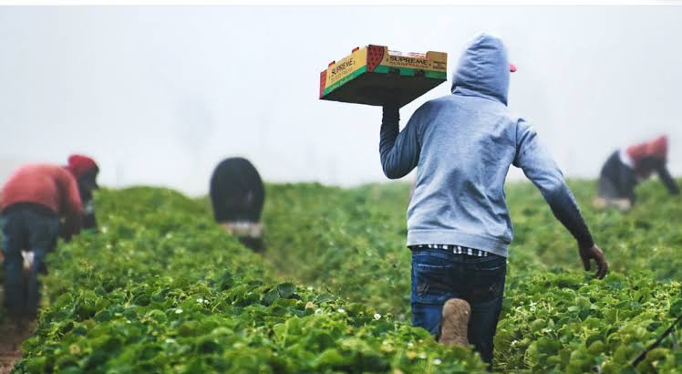 smallholder farmer
